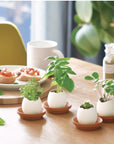 Egg盆栽系列 - 羅勒/薄荷/三葉草/士多啤梨