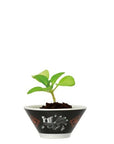 Ceramics 拉麵調味栽培套裝