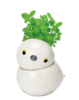 COROCORO bird 滾滾小鳥虎皮鸚鵡系列