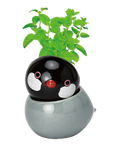 COROCORO bird 滾滾小鳥虎皮鸚鵡系列