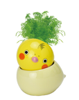 COROCORO bird 滾滾小鳥虎皮鸚鵡系列