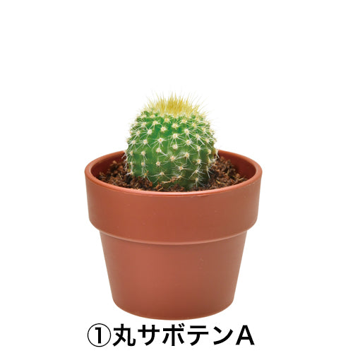 日本進口‧隨機扭蛋小盆栽系列 - 仙人掌