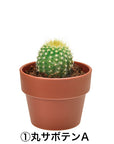 日本進口‧隨機扭蛋小盆栽系列 - 仙人掌