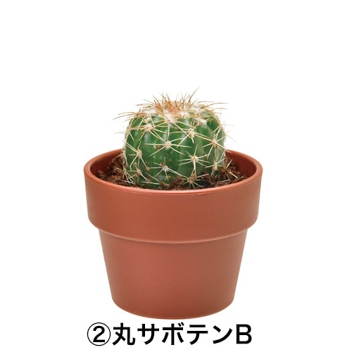 日本進口‧隨機扭蛋小盆栽系列 - 仙人掌
