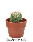 日本進口‧隨機扭蛋小盆栽系列 - 仙人掌