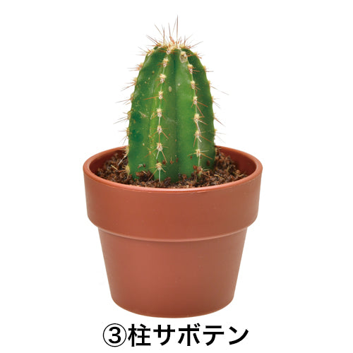 日本進口‧隨機扭蛋小盆栽系列 - 仙人掌