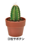 日本進口‧隨機扭蛋小盆栽系列 - 仙人掌