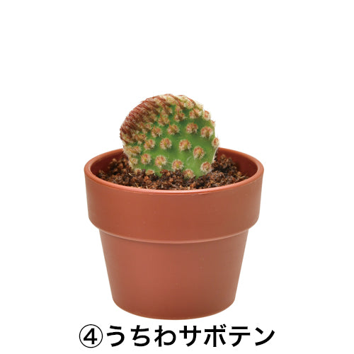 日本進口‧隨機扭蛋小盆栽系列 - 仙人掌
