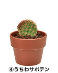 日本進口‧隨機扭蛋小盆栽系列 - 仙人掌