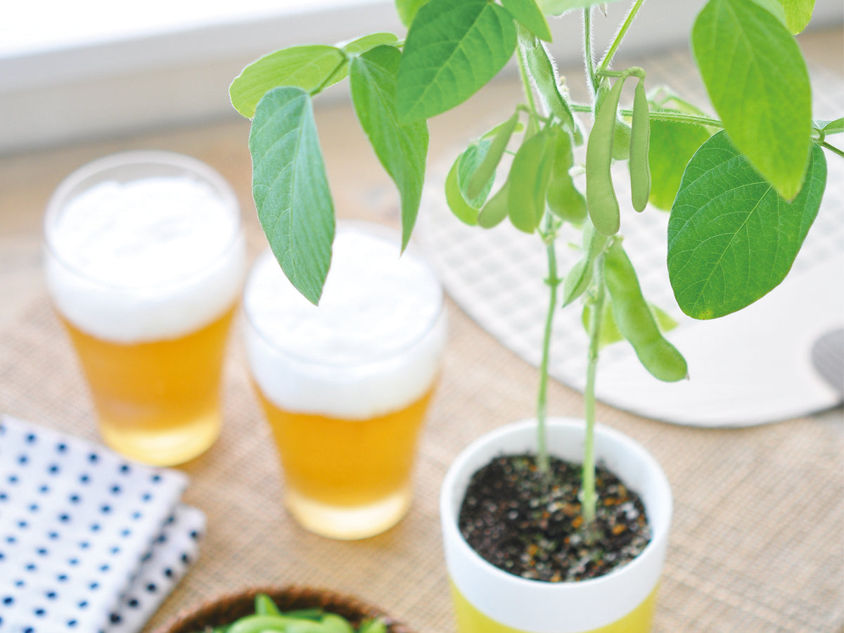 枝豆/黑枝豆栽培套裝 Edamame GD-979