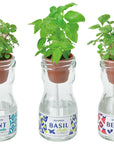 玻璃瓶子吸水種植系列 - 莓果/羅勒/薄荷葉