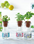 玻璃瓶子吸水種植系列 - 莓果/羅勒/薄荷葉