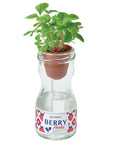 玻璃瓶子吸水種植系列 - 莓果/羅勒/薄荷葉