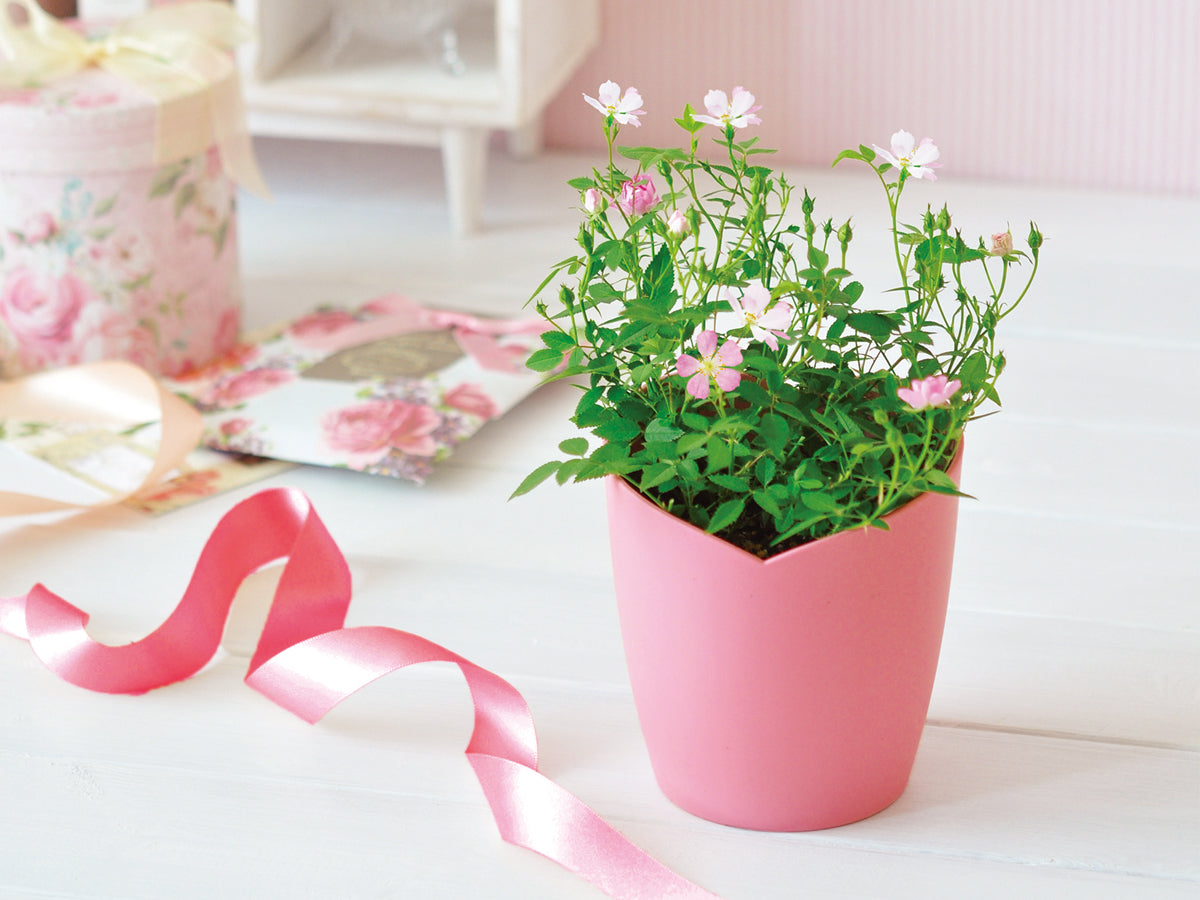 迷你薔薇 Mini Rose