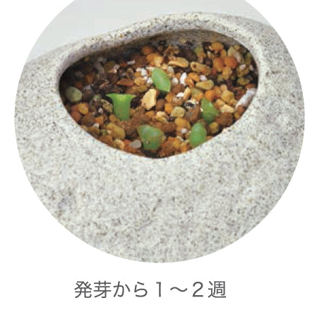 植物岩仙人掌 Plants Rock Cactus - Black GD-807