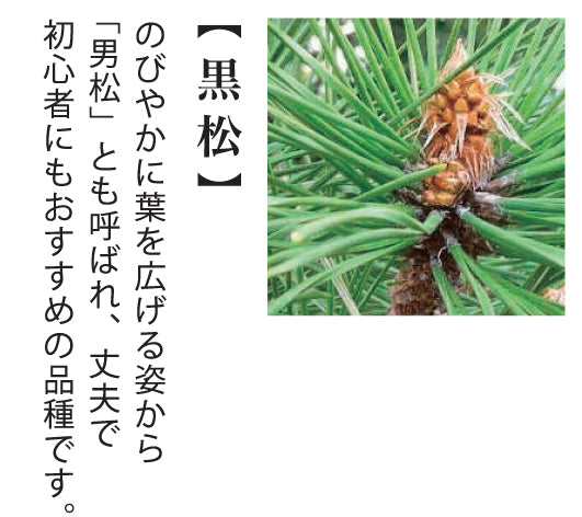 小木盆系列 - 黑松/紅葉 GD-846