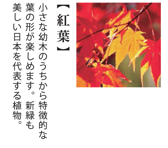 小木盆系列 - 黑松/紅葉 GD-846
