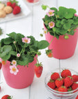 士多啤梨盒子 Strawberry Bloom pink flowers GD-796
