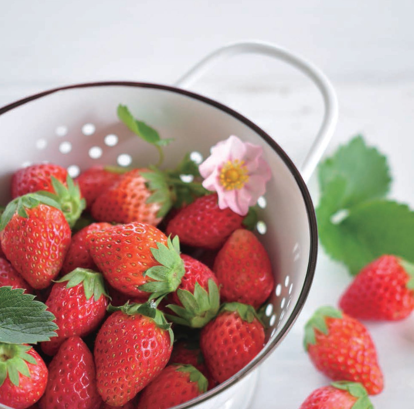 士多啤梨盒子 Strawberry Bloom pink flowers GD-796