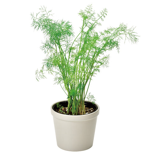 日本進口‧自家種植‧園藝‧家‧裝飾‧+ Recipe 盆栽