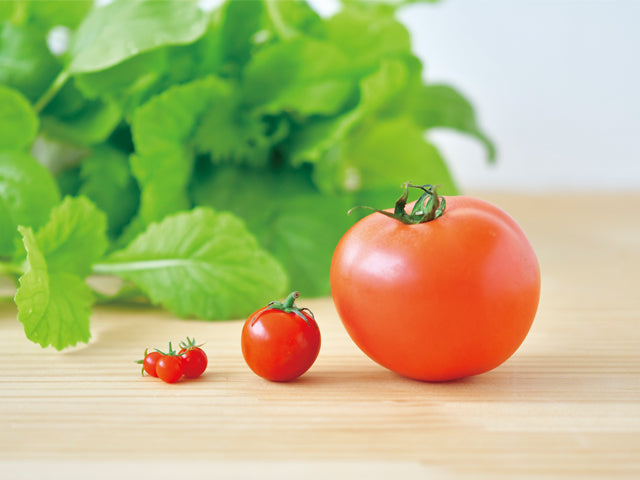迷你番茄栽培套裝 MICRO TOMATO GD-903