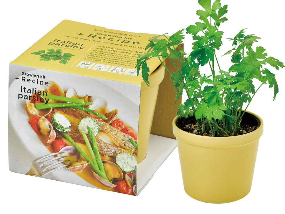 日本進口‧自家種植‧園藝‧家‧裝飾‧+ Recipe 盆栽