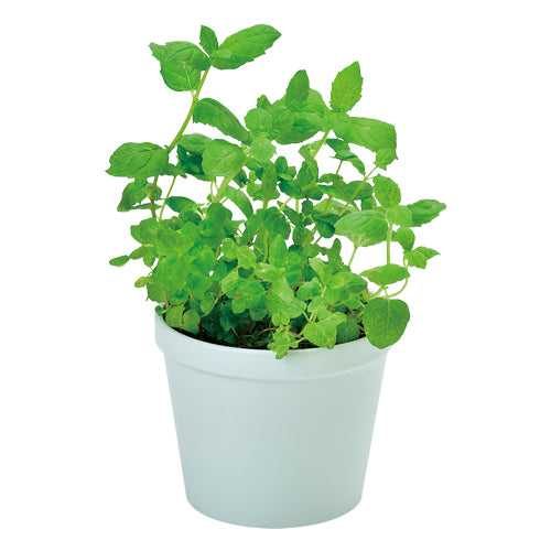 日本進口‧自家種植‧園藝‧家‧裝飾‧+ Recipe 盆栽