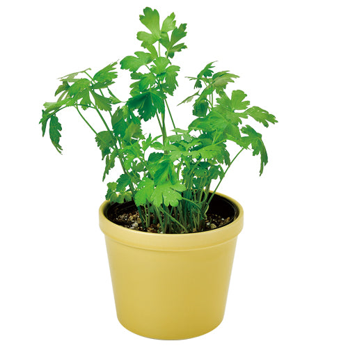 日本進口‧自家種植‧園藝‧家‧裝飾‧+ Recipe 盆栽