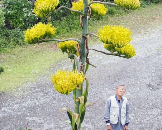 用一生灌溉，看一剎花開