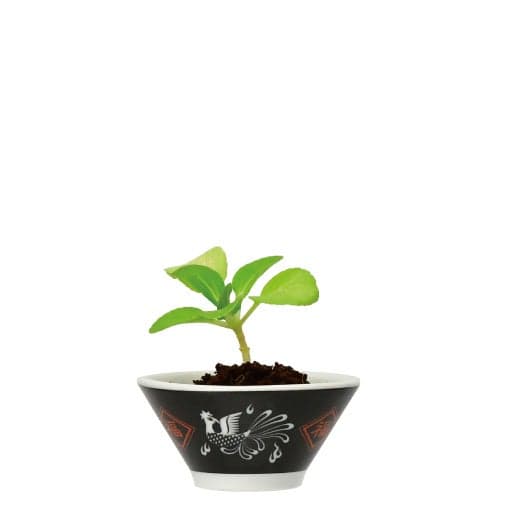 Ceramics 拉麵調味栽培套裝