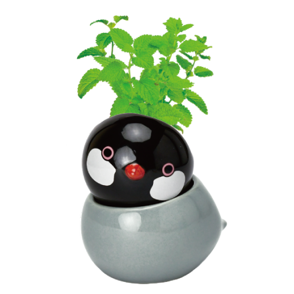 COROCORO bird 滾滾小鳥虎皮鸚鵡系列