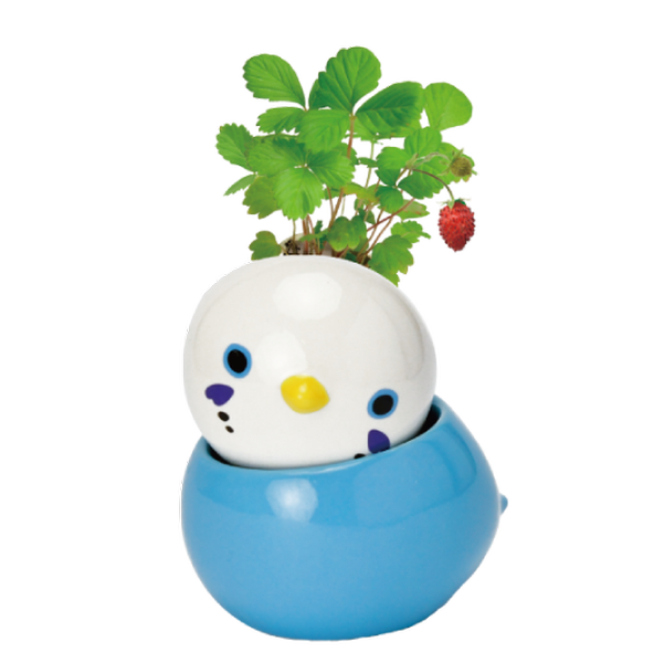 COROCORO bird 滾滾小鳥虎皮鸚鵡系列