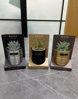工業風家居小盆栽