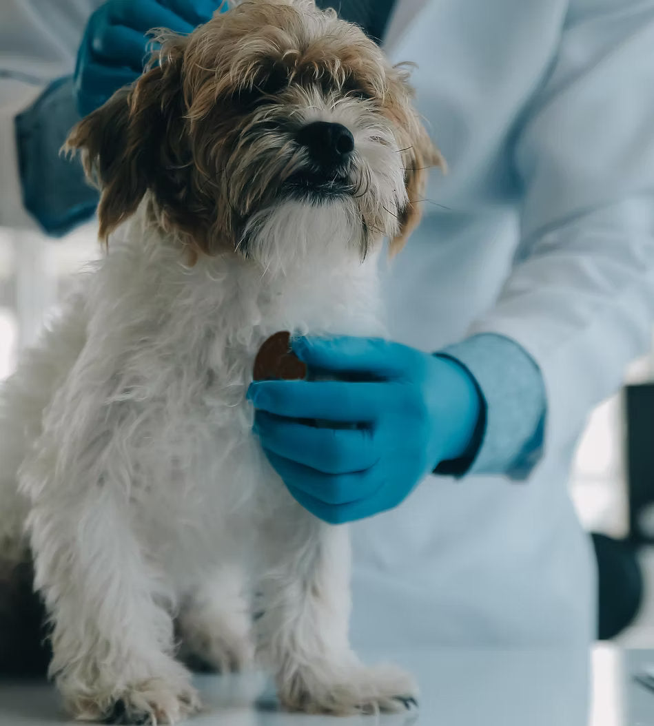 PET BALANS 貓狗非接觸式體溫計