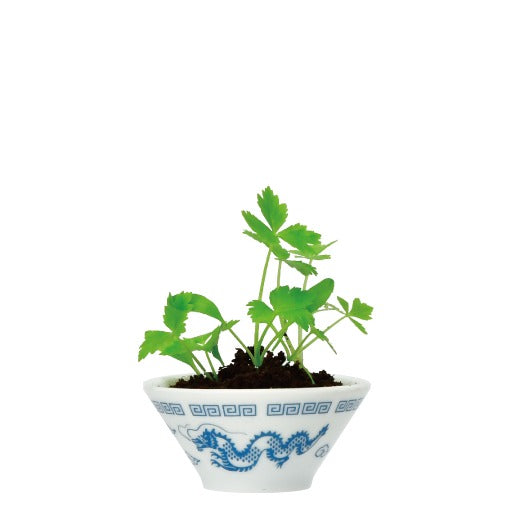 Ceramics 拉麵調味栽培套裝