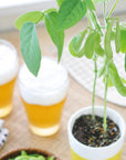 枝豆/黑枝豆栽培套裝 Edamame GD-979
