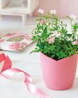 迷你薔薇 Mini Rose