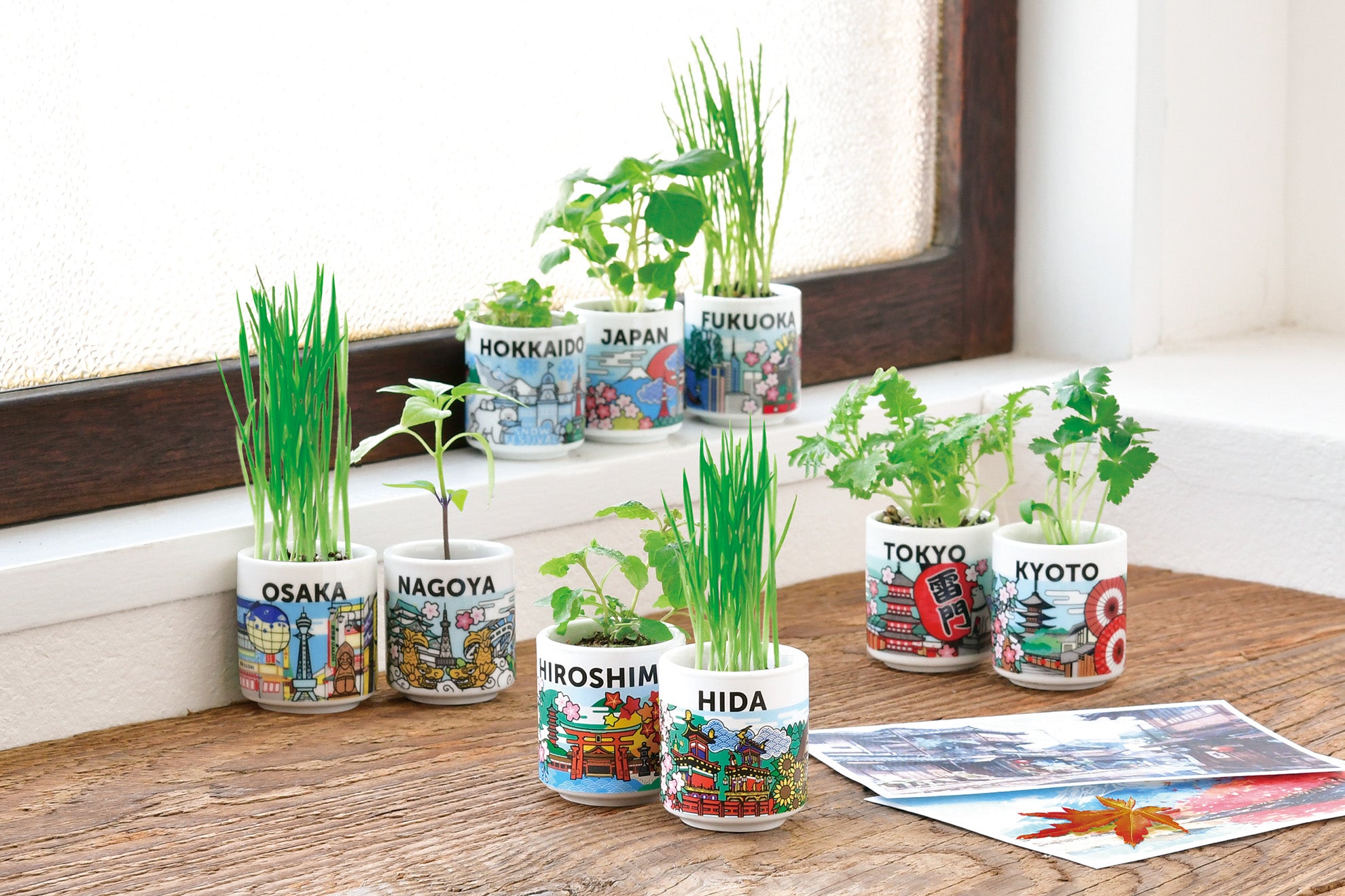 Seishin - 日本吉祥小盅栽培組 (JAPAN 系列)