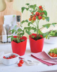 心型蕃茄盆栽 Heartomato Set GD-546