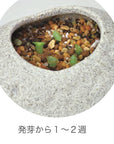 植物岩仙人掌 Plants Rock Cactus -  Black GD-807