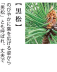 小木盆系列 - 黑松/紅葉 GD-846