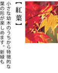 小木盆系列 - 黑松/紅葉 GD-846