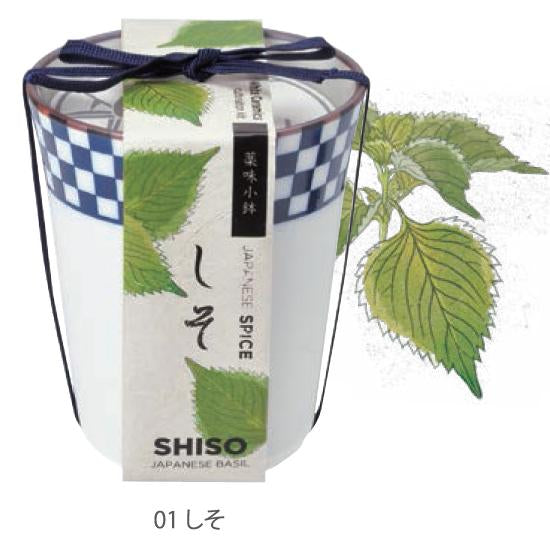 和式茶杯草藥配料盆栽 - 三葉草/唐辛子/紫蘇葉 GD-758