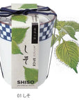 和式茶杯草藥配料盆栽 - 三葉草/唐辛子/紫蘇葉 GD-758