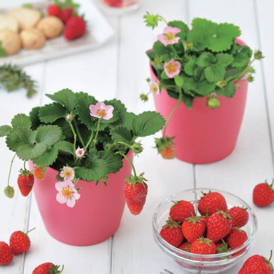 士多啤梨盒子 Strawberry Bloom pink flowers GD-796