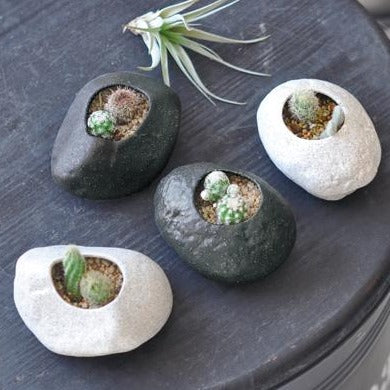 植物岩仙人掌 Plants Rock Cactus -  Black GD-807