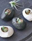 植物岩仙人掌 Plants Rock Cactus -  Black GD-807