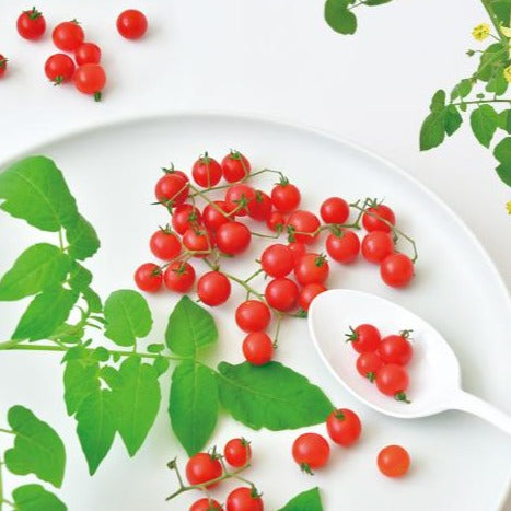 迷你番茄栽培套裝 MICRO TOMATO GD-903