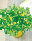黃色小花（草原車軸草） GD-923
