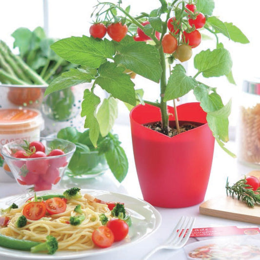 心型蕃茄盆栽 Heartomato Set GD-546